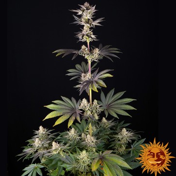 Насіння RS11 x Banana OG Feminised
