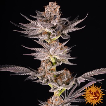 Насіння RS11 x Banana OG Feminised
