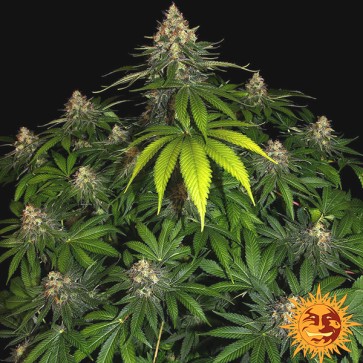 Shiskaberry Feminised seeds