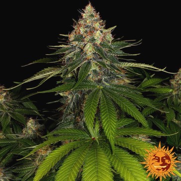 Shiskaberry Feminised seeds