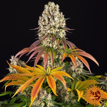 Sour Diesel Feminised seeds