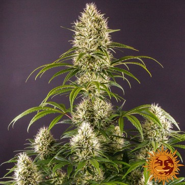 Strawberry Lemonade Feminised seeds