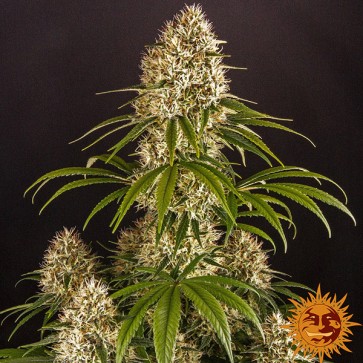 Strawberry Lemonade Feminised seeds