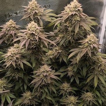 Super Boof Feminised seeds
