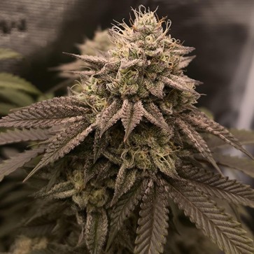 Candy Pack Feminised seeds Barneys Farm