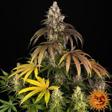 Trainwreck Feminised seeds
