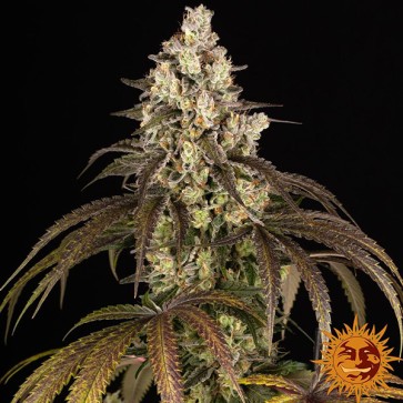 Trainwreck Feminised seeds