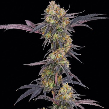 Tropicana Cherry Feminised seeds