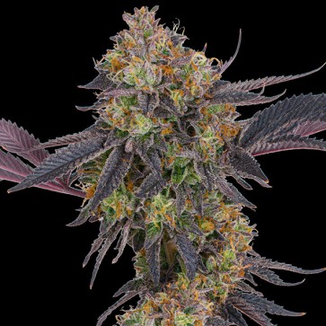 Tropicana Cherry Feminised seeds