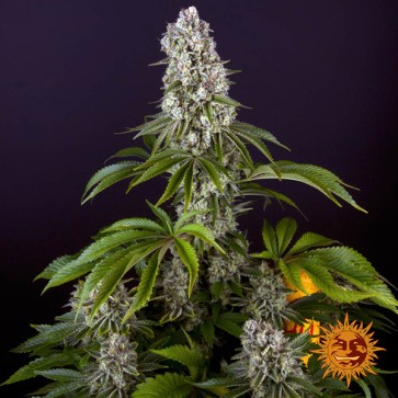 Tropicanna Banana Feminised seeds