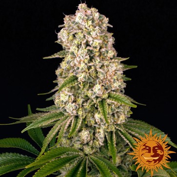 Tropicanna Banana Feminised seeds