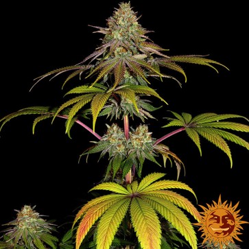 Wedding Cake Feminised seeds Barneys Farm