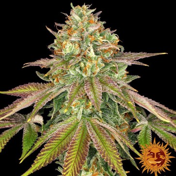 Wedding Cake Feminised seeds Barneys Farm