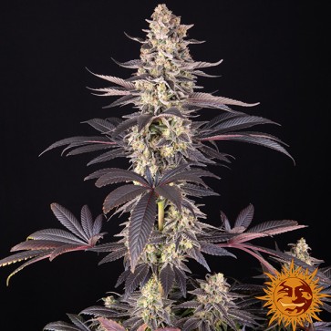 White Runtz Feminised seeds Barneys Farm