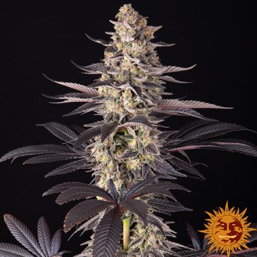Candy Pack Feminised seeds Barneys Farm