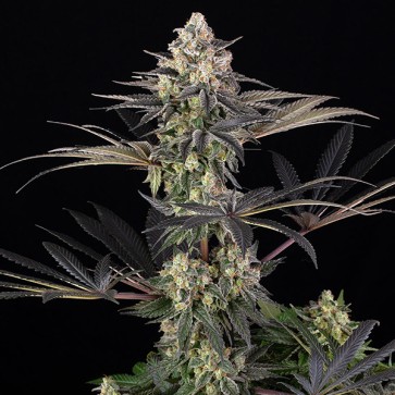 Zoap Feminised seeds Barney Farm