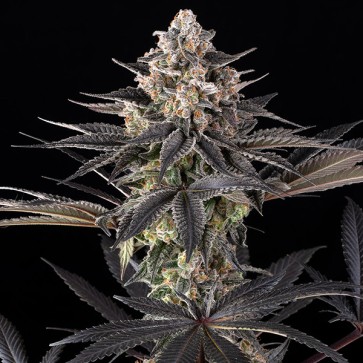 Zoap Feminised seeds Barney Farm