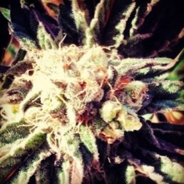 Насіння конопель Auto Calamity Jane Feminised