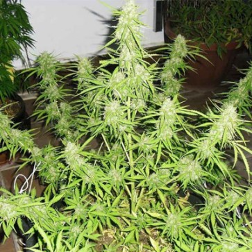 Семена конопли Auto Deimos Feminised