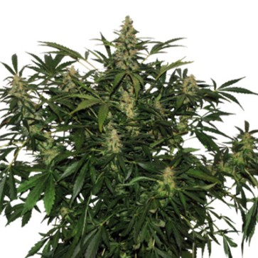 Семена конопли Auto Deimos Feminised