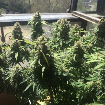 Семена конопли Auto Deimos Feminised