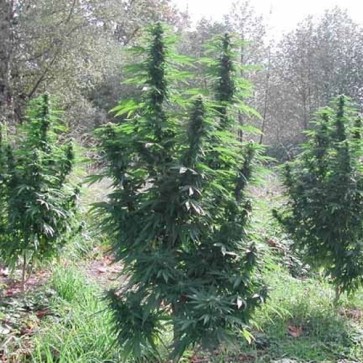 Auto Magnum Feminised Hemp Seeds