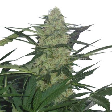 Auto Magnum Feminised Hemp Seeds