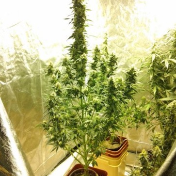 Auto Magnum Feminised Hemp Seeds