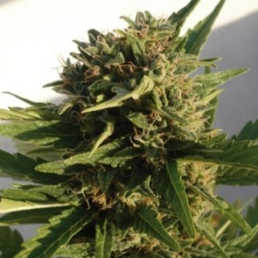 Семена конопли Auto Red Dwarf Feminised