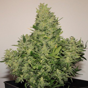 Насіння конопель Auto Syrup Feminised