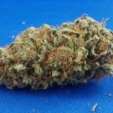 Насіння конопель Auto Syrup Feminised