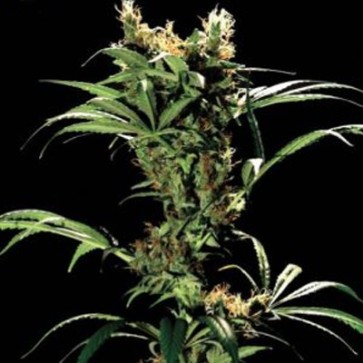 Kraken Feminised Hemp Seeds