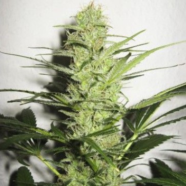 Насіння конопель Auto Assorted Feminised