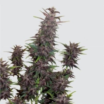 Насіння конопель Auto Buddha Purple Kush Feminised