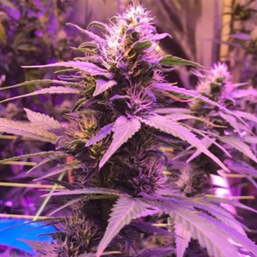 Насіння конопель Auto Buddha Purple Kush Feminised