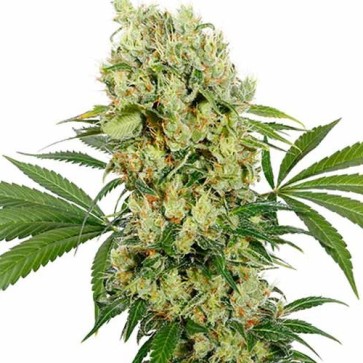 Семена конопли (CBD) Medikit Feminised