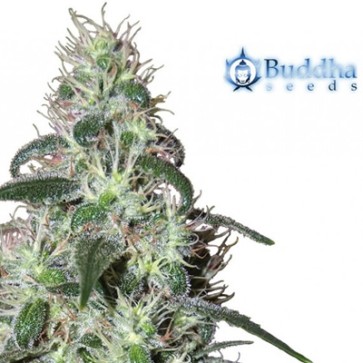 Насіння конопель Pulsar Feminised