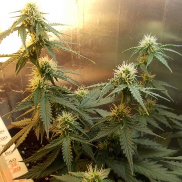 Auto White Dwarf Feminised Cannabis Seeds