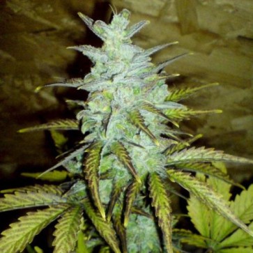 Auto White Dwarf Feminised Cannabis Seeds