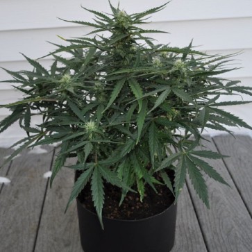 Auto White Dwarf Feminised Cannabis Seeds
