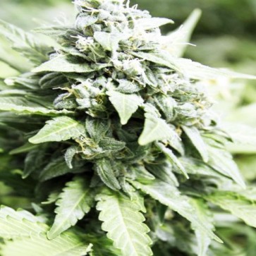 Auto White Dwarf Feminised Cannabis Seeds