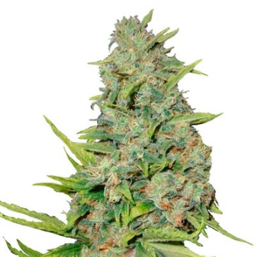 Насіння конопель Auto Ak Feminised