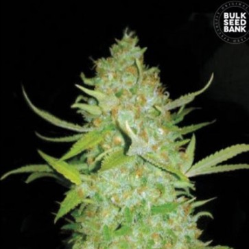 Насіння конопель Auto Ak Feminised