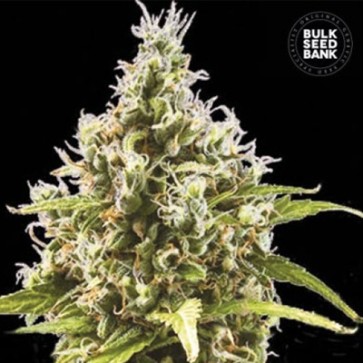 Семена конопли Auto Amnesia Haze Feminised