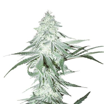 Семена конопли Auto Amnesia Haze Feminised