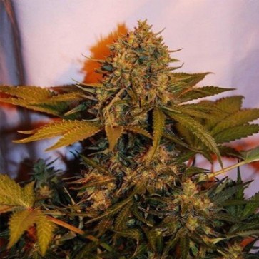 Семена конопли Auto Bigger Bud Feminised