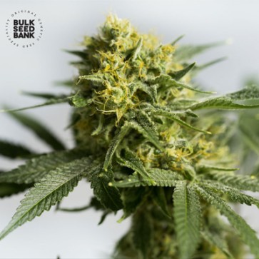 Семена конопли Auto Bigger Bud Feminised