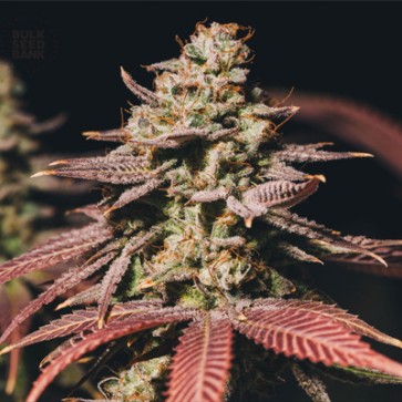 Семена конопли Auto Bubblegum Extra Feminised