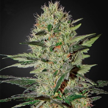 Семена конопли Auto Cheese Feminised