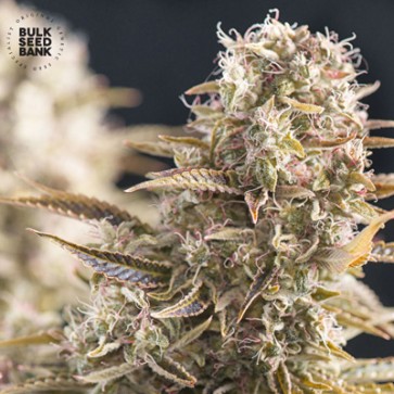 Семена конопли Auto Cocopopo Feminised